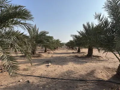 مزرعة الدكتور منصور الجهني