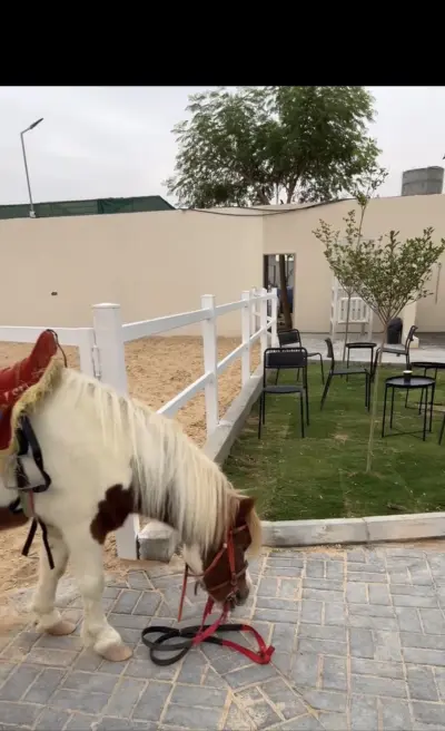 صورة ٣، هورس لاند Horse Land