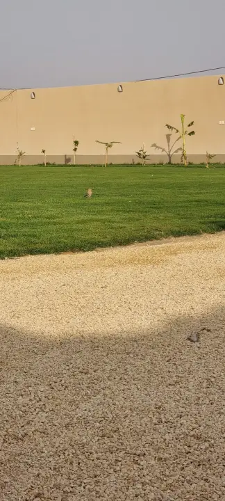صورة ٥، شالية روزكازان