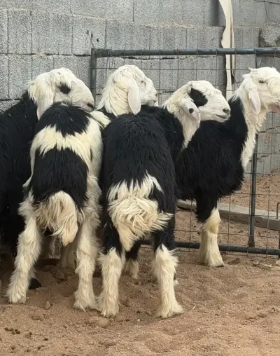 صورة ٢، مخيم الجود