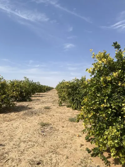 صورة ٦، مزرعة العرفجيه