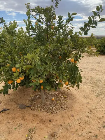 صورة ٢، مزرعة العرفجيه
