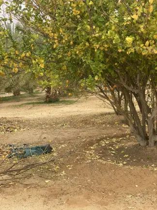 صورة ٤، مزرعة واستراحة الواحه Alwaaha House for rent