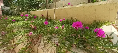 صورة ٢، استراحة خيال