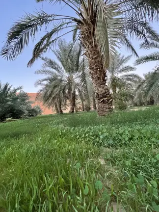 صورة ٣، مزرعة الزنيدية