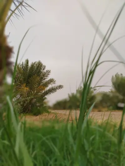 صورة ٥، مزرعة علي الحمد