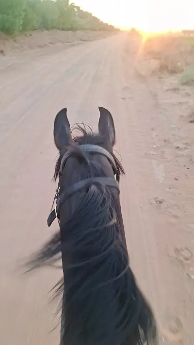 صورة ٦، مزرعة علي الحمد