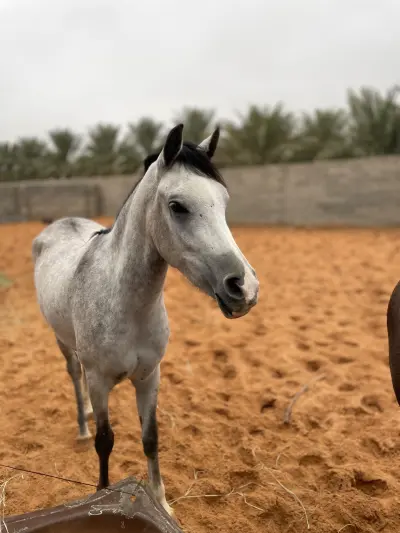 صورة ٤، مزرعة علي الحمد