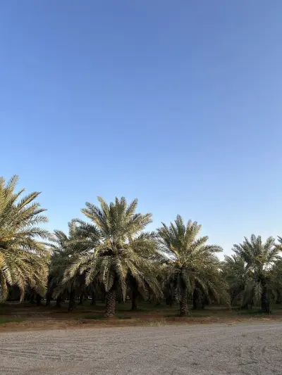 صورة ٢، مزرعة الباتلية