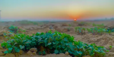 مزرعة عبدالإله المنيع