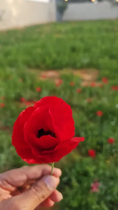 مزرعة محمد العراجة أبو عيسى