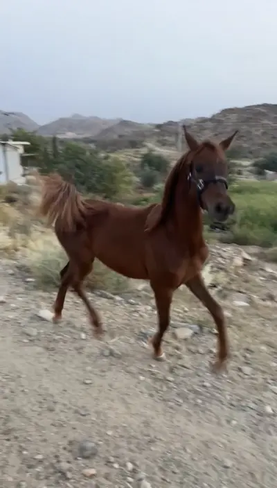 صورة ٥، مزرعة الشيخ ابن نويجي