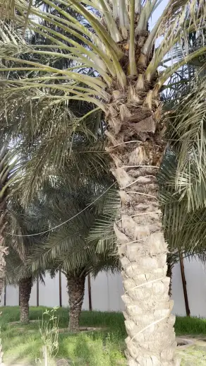 صورة ٣، منتجع لافندر
