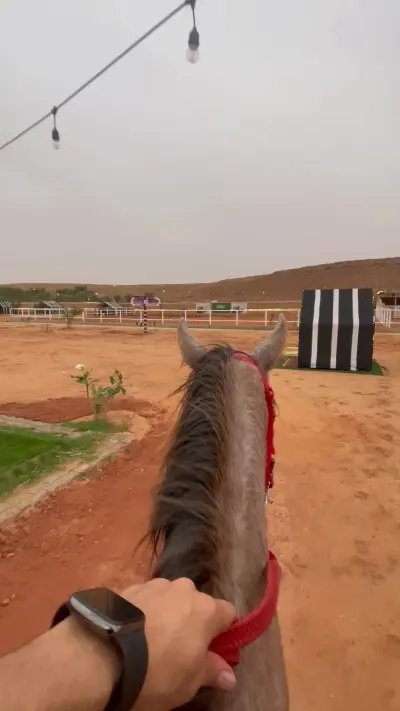 صورة ٤، مربط المزرعة للخيل العربية الاصيلة