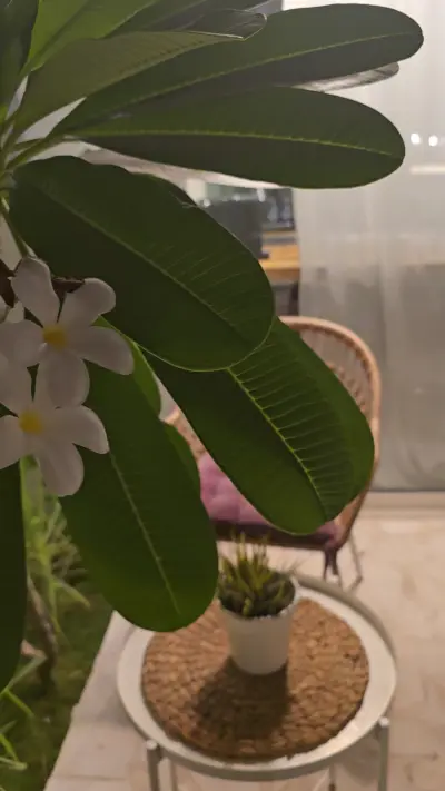 صورة ٥، شاليه عين