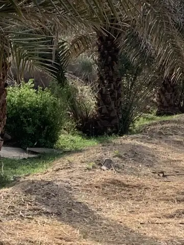 مزرعة حامد السفيري
