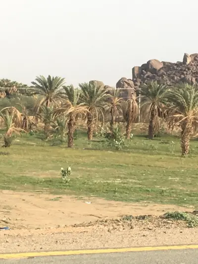 صورة ٥، مزرعة حامد السفيري