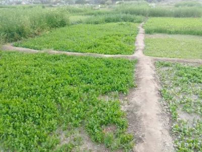 استراحة وادي الزهور