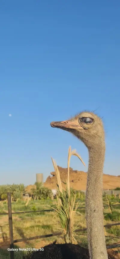 شاليهات اريان