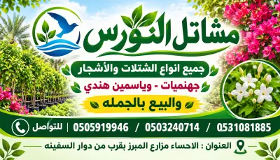 استراحة النورس بالاحساء