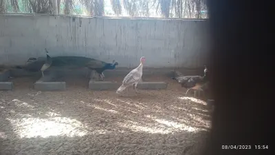 مزرعة مبارك