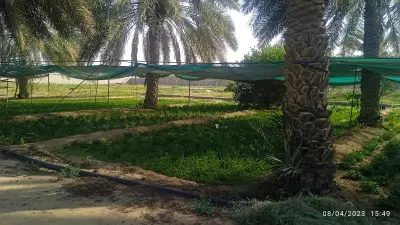 صورة ٢، مزرعة مبارك