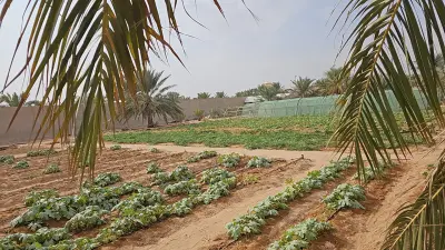 مزرعة عبدالعزيز العدواني