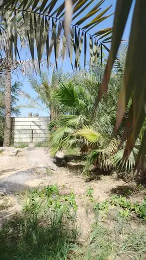 صورة ٥، استراحة البدرانية