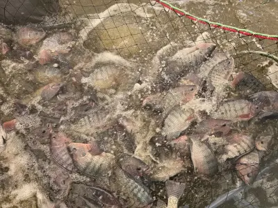 صورة ٦، مزرعة الإنتاج الوطني للأسماك NPF