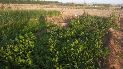 صورة ٣، مزرعة المحمودي للخضار والرطب والتموربينبع النخل