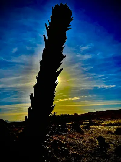 صورة ٥، مزرعة أحمد بكر