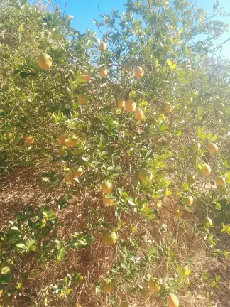صورة ٣، مزرعه ابوياسرالعنزي