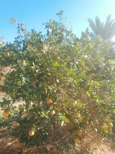 صورة ٢، مزرعه ابوياسرالعنزي