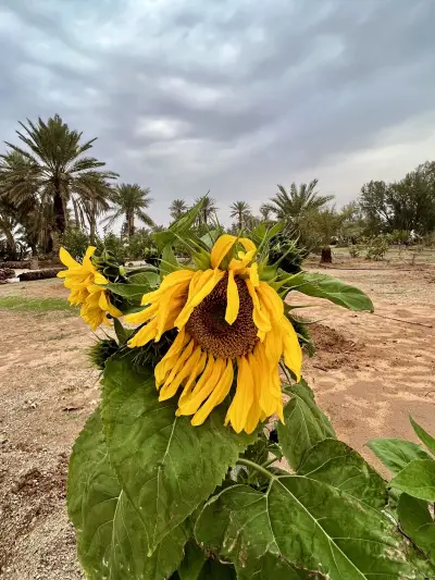صورة ٢، مزرعة عسيله