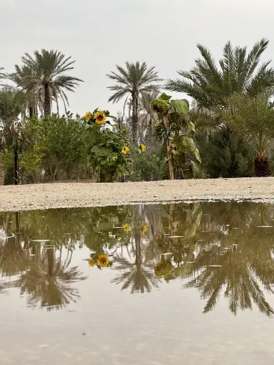مزرعة عسيله
