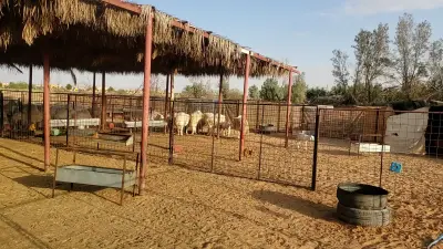 صورة ٣، مزرعة الباهلي
