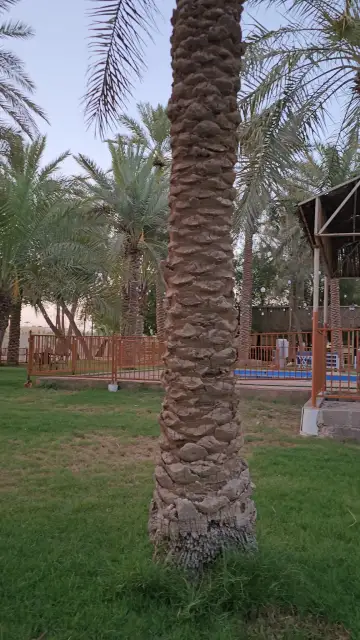 صورة ٣، مزرعة المبرّز