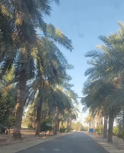 صورة ٤، مزرعة المها