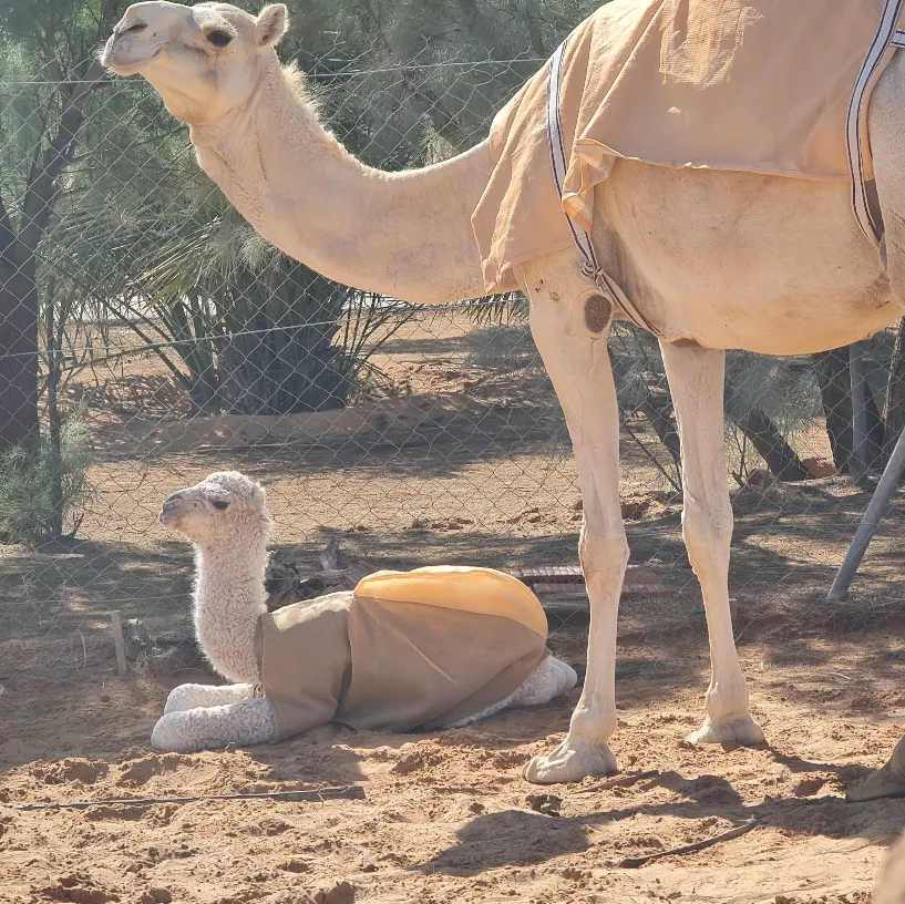 صورة ١، مزرعة الفيضة
