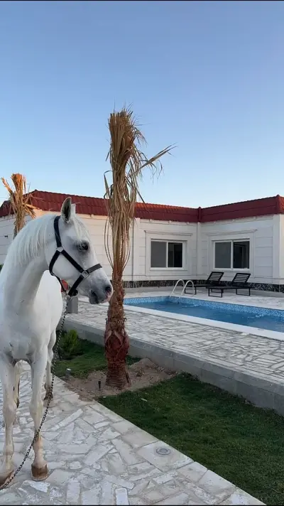 شاليه شيمة