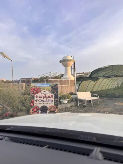 صورة ٢، مزرعة الفراولة والتوت بباحة ربيعة