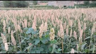 مزرعة سعود الثوابي - العوص