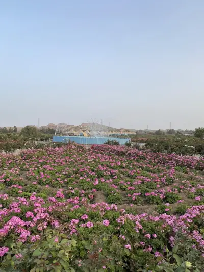 صورة ٣، مزرعة ال عثمان للورد الطائفي
