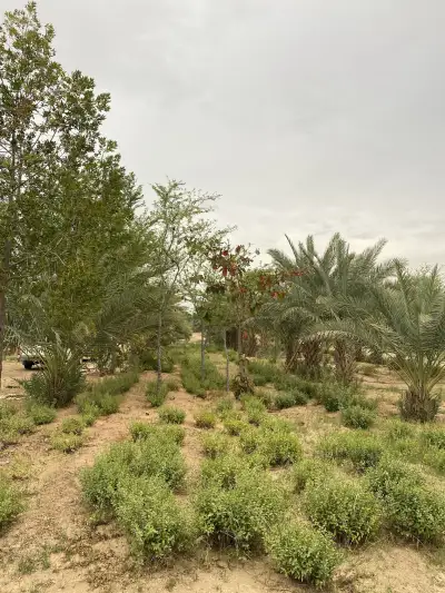 صورة ٢، مخيم ومزرعة ريف أملج