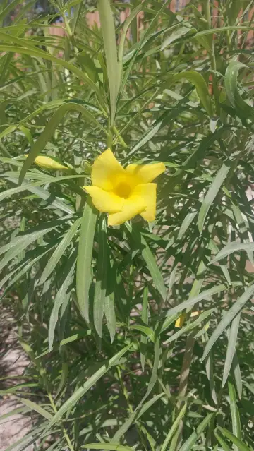 صورة ٣، شاليه اطلالة الدقم