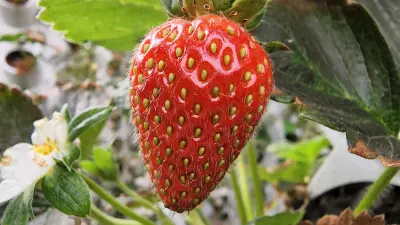 صورة ٣، مزرعة البساتين المائية لصاحبها مشبب العلكمي