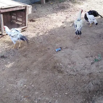 مزرعة خلوفة