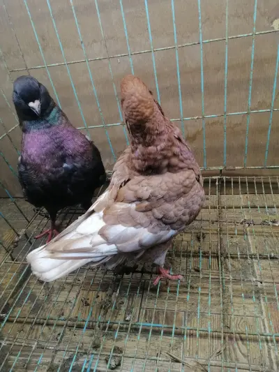صورة ٥، مزرعة خلوفة