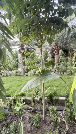 صورة ٤، مزرعة العريشي