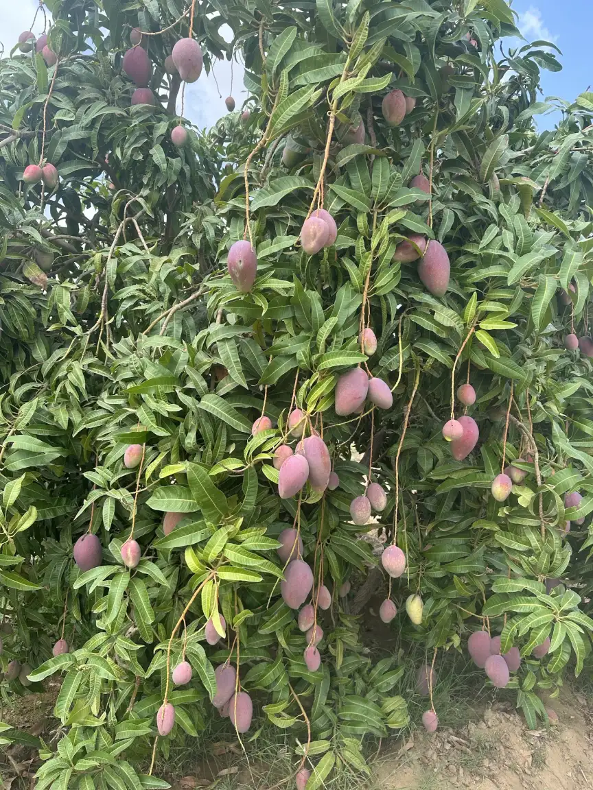 صورة ١، Fal Mango Farm مزرعة مانجو
